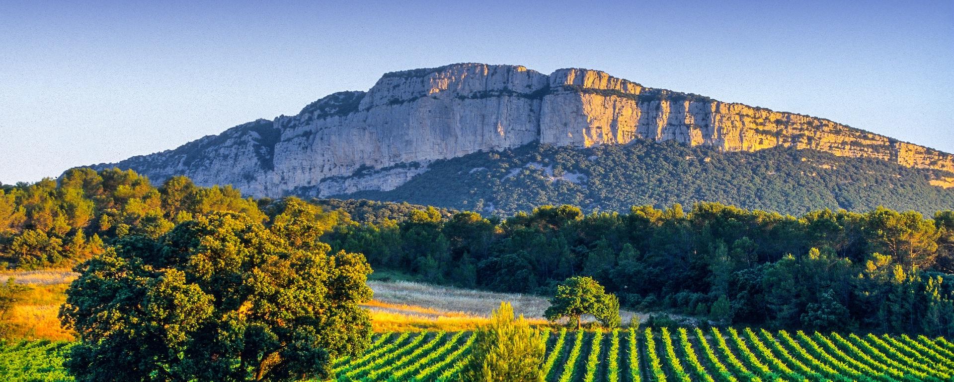 Vignoble Pic Saint Loup - Hérault