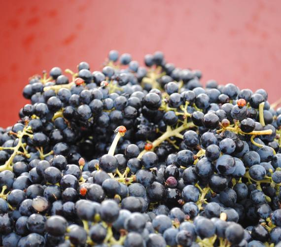 Domaine La Prade Mari, Domaine La Prade Mari Domaine La Prade Mari