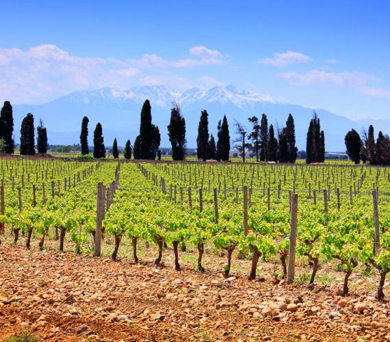 Maison Cazes à Rivesaltes, Maison Cazes à Rivesaltes Maison Cazes à Rivesaltes