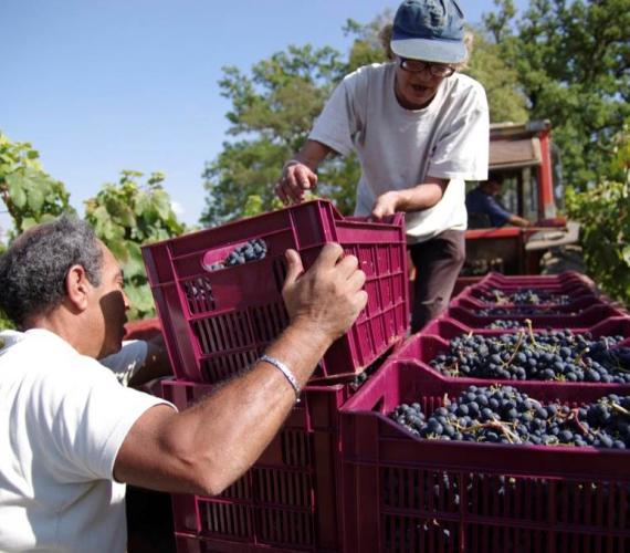 Vendanges au Château de Chambert dans le Lot, Château de Chambert Vendanges au Château de Chambert dans le Lot