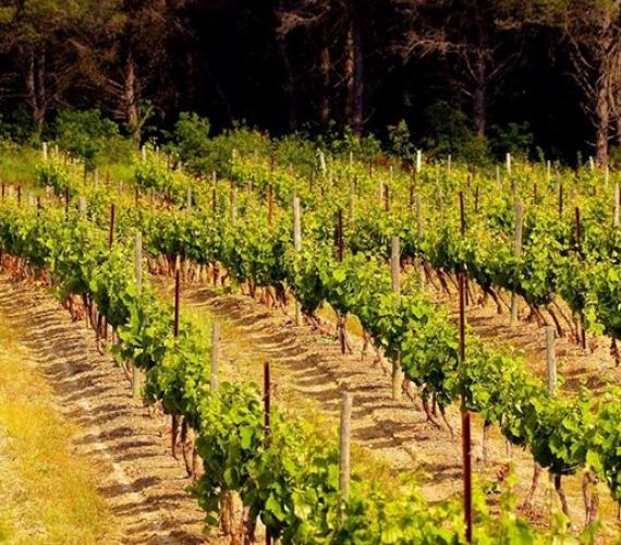 le sentier des vignes