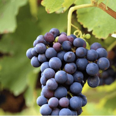 Les Vins Bios d'Occitanie