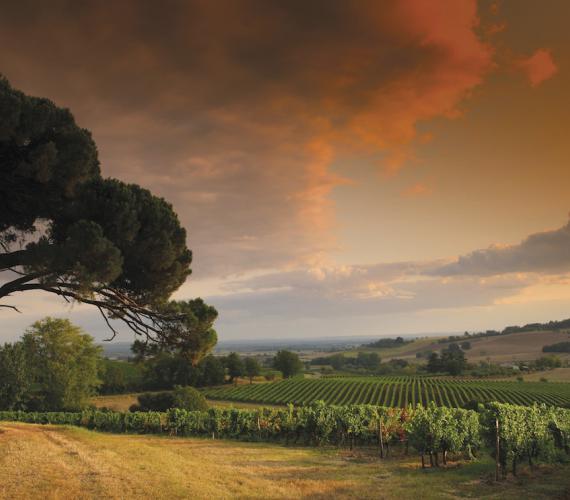 © Vignoble de Gaillac