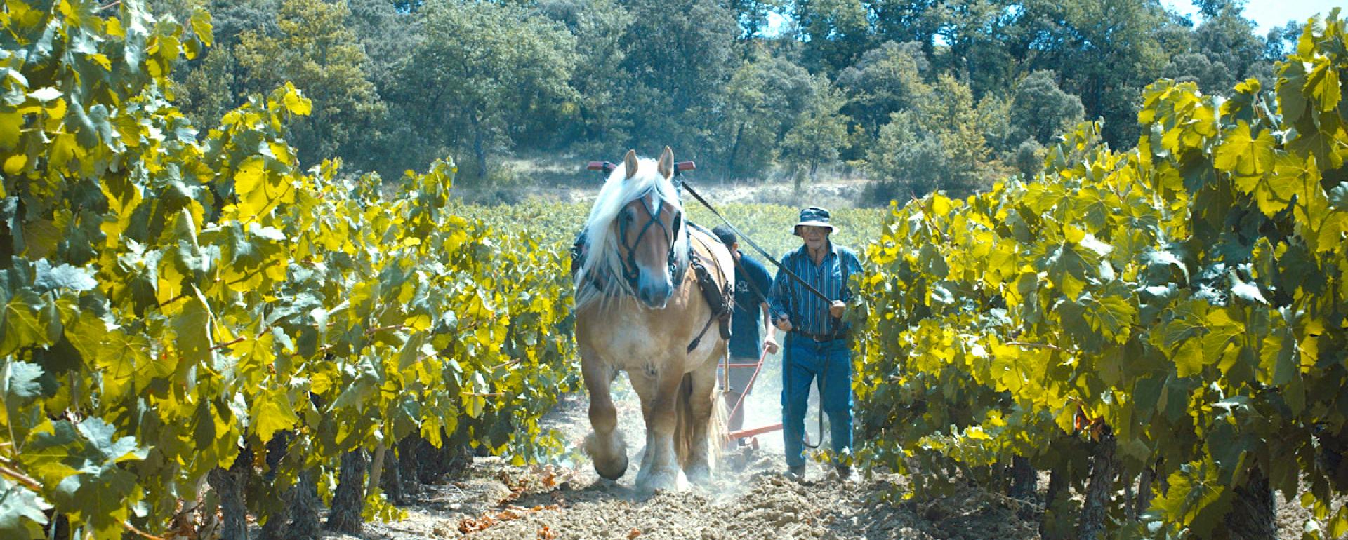 Vignoble des Cevennes