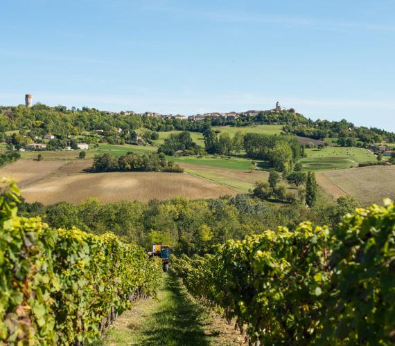 Vignoble du Quercy