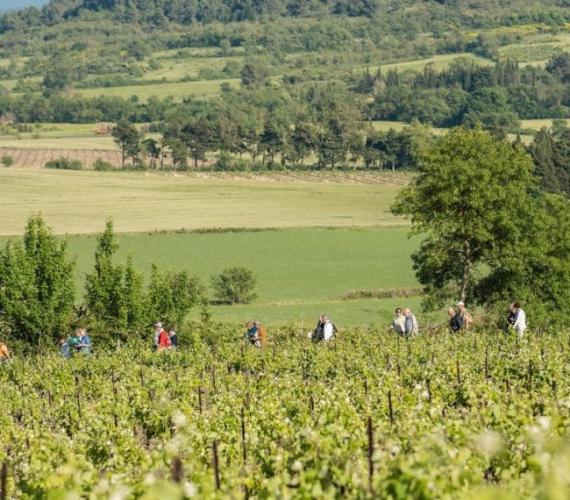 vignobles du Cabardès