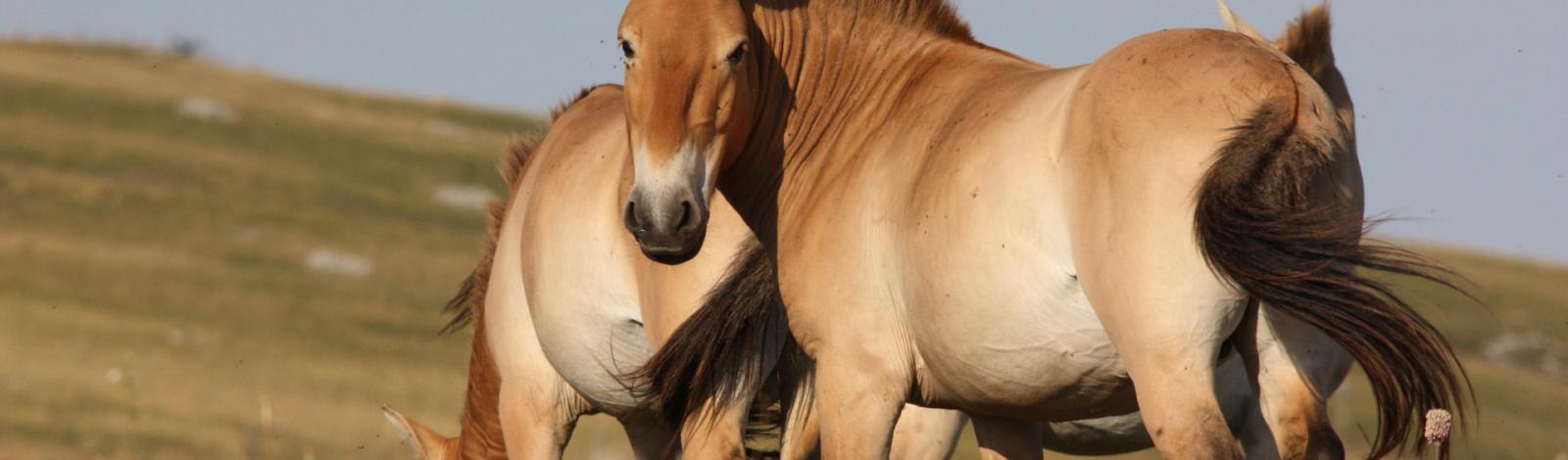 Chevaux Causse Méjean