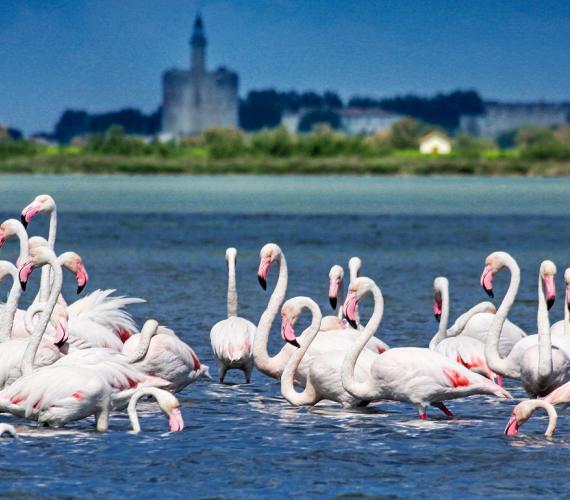 Aigues-Mortes en Camargue