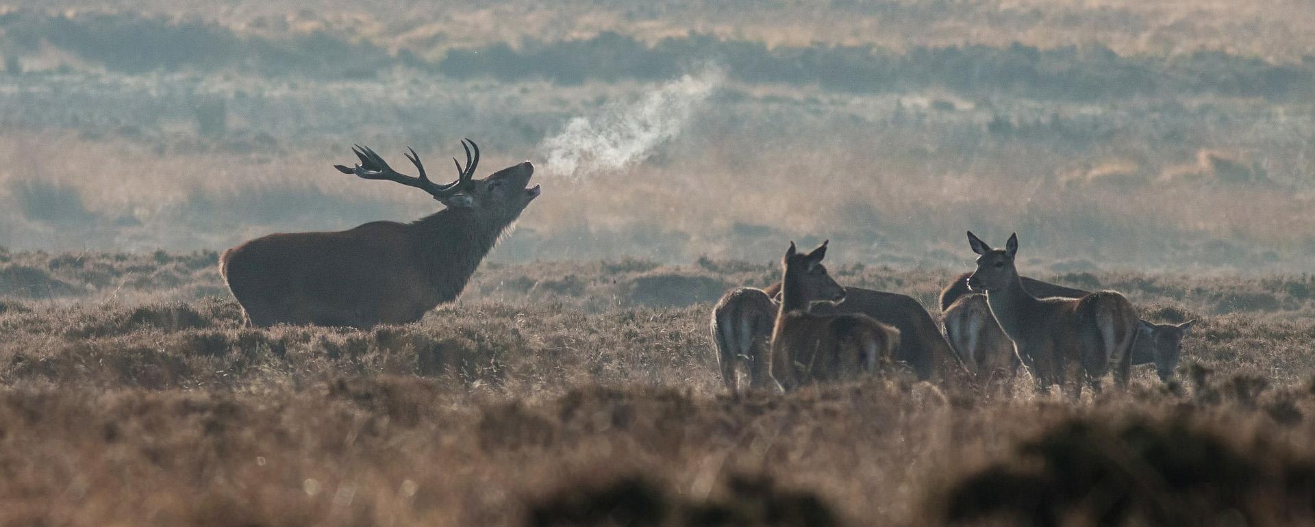 Brame du cerf