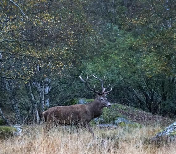 Une paire de bois au fond des bois