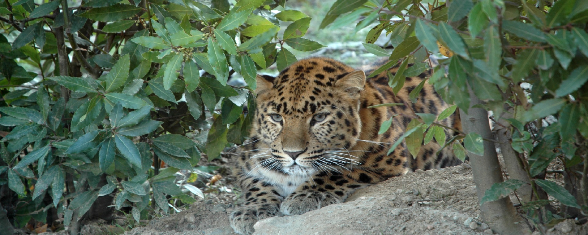 Parc animalier Eco-Zonia - Pyrénées-Orientales