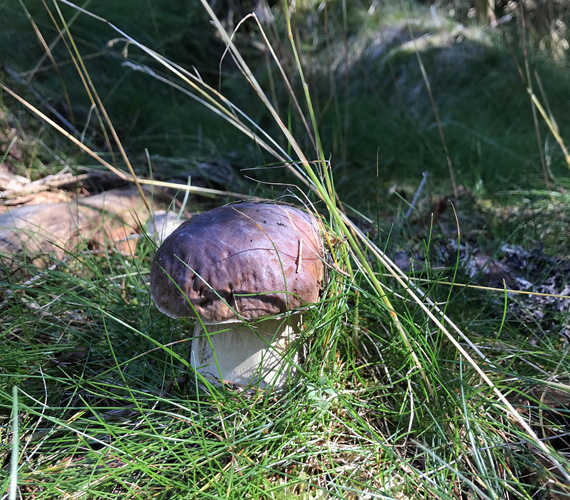 Champignon - Cèpe - Exéprience Lozère Bête du Gévaudan