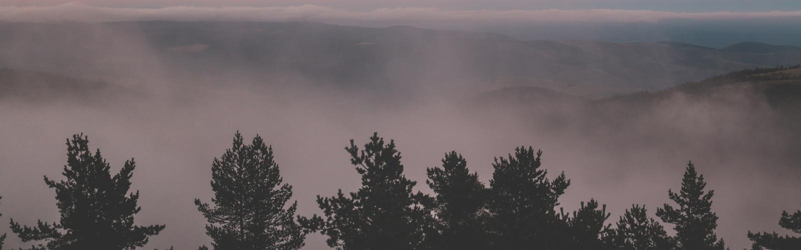 Cerf, cerf, y es-tu ?