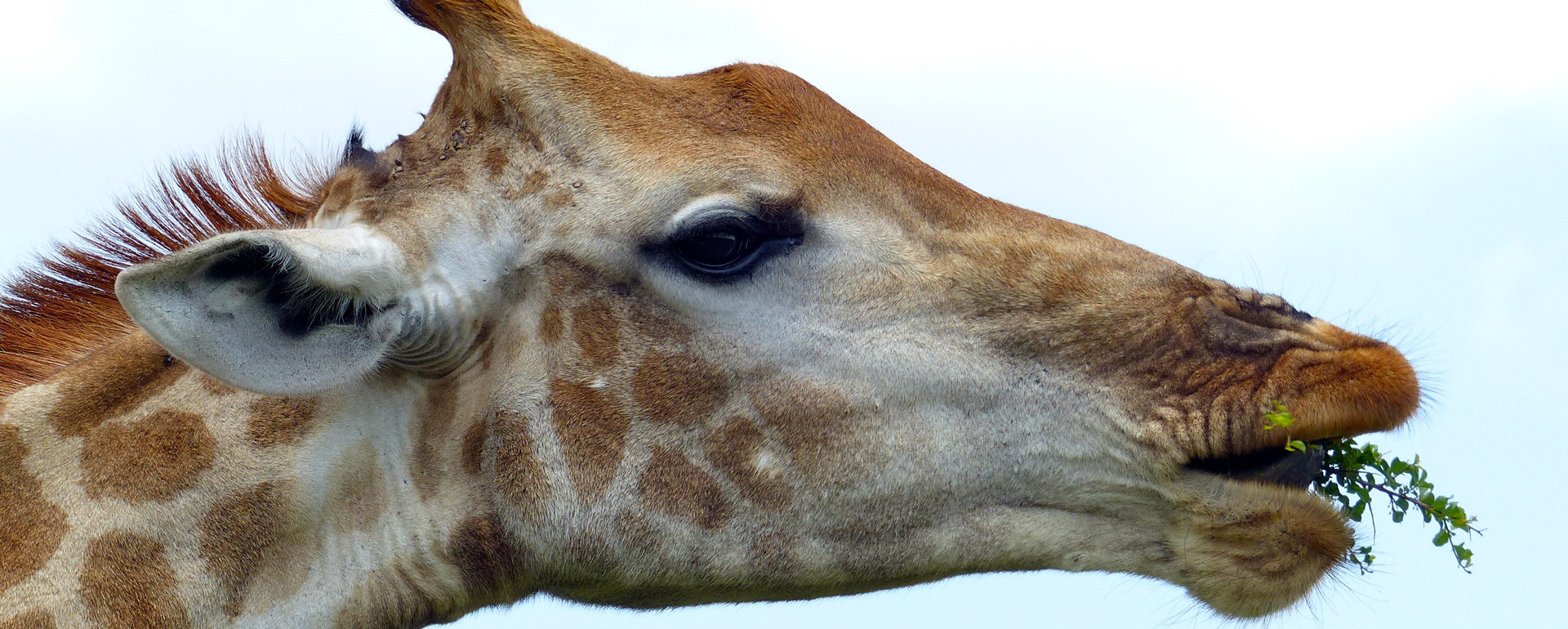 Découvrez les animaux du Parc Animalier du Ségala