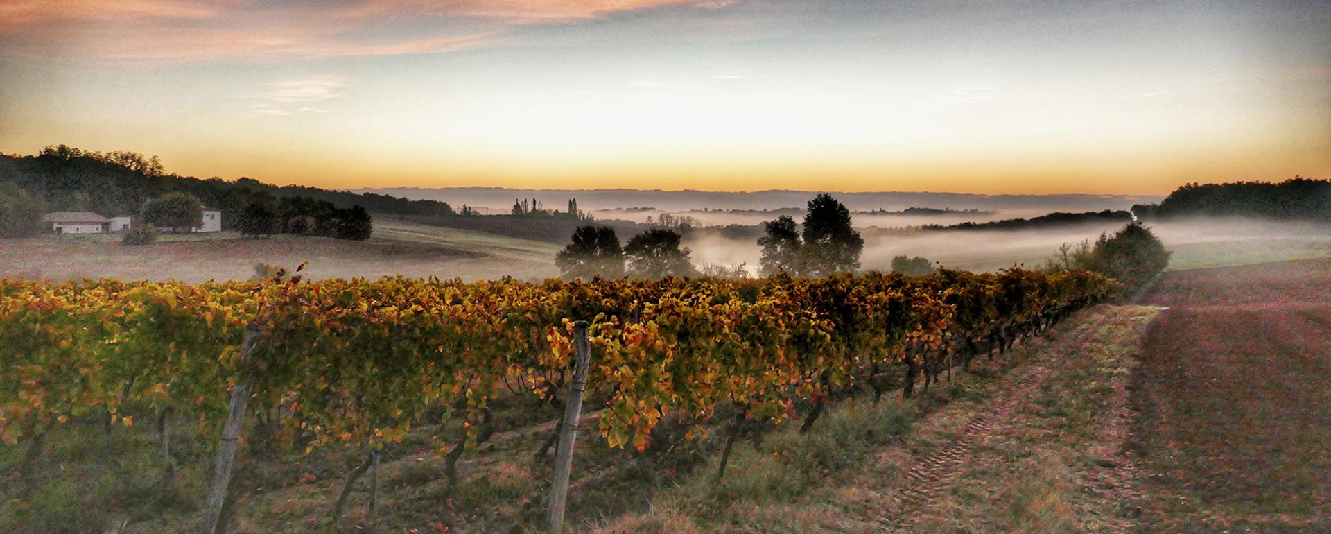 Vignes à Labarthe