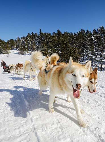 Balade en chien de traineau