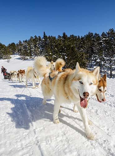 Balade en chien de traineau