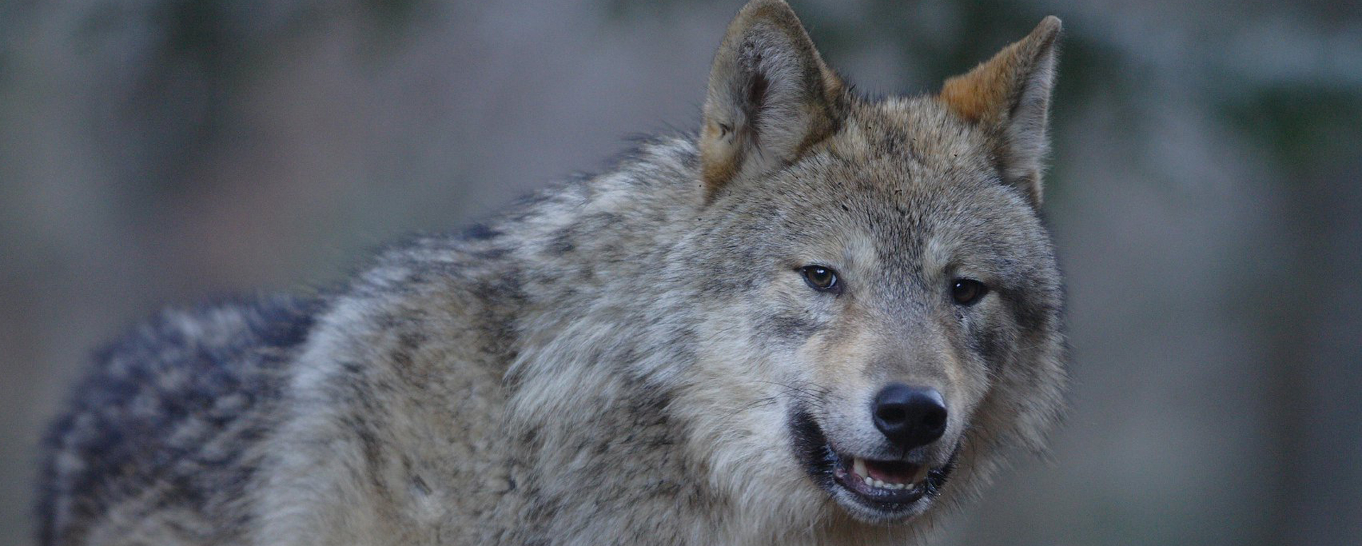 Parc animalier Maison des Loups - Ariège