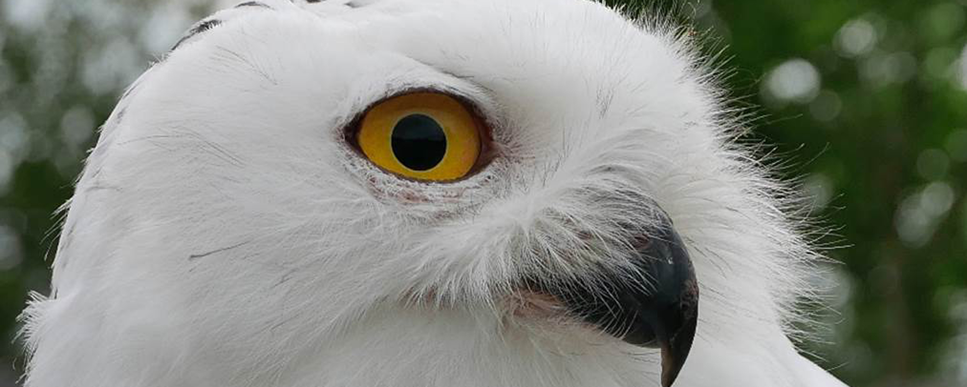 Parc animalier du Ségala - Aveyron