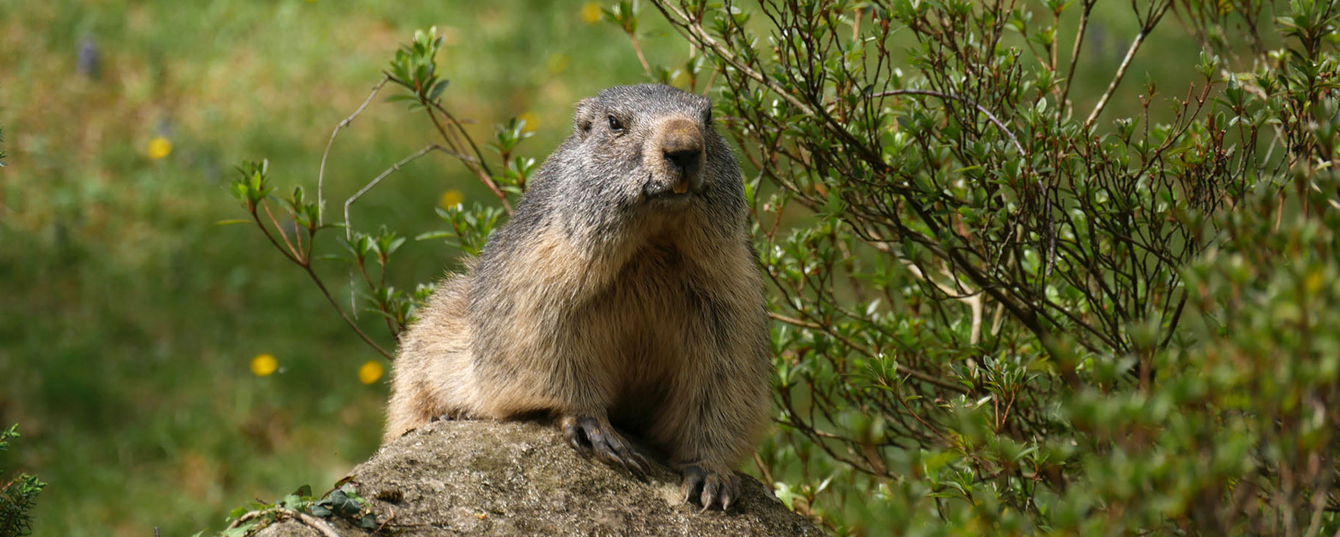 Parc animalier des Pyrénées - Hautes-Pyrénées