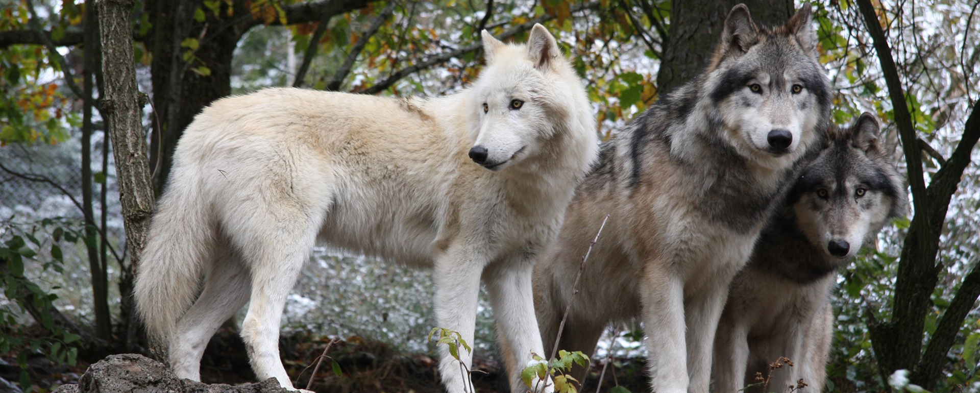 Parc animalier des Loups du Gévaudan - Lozère