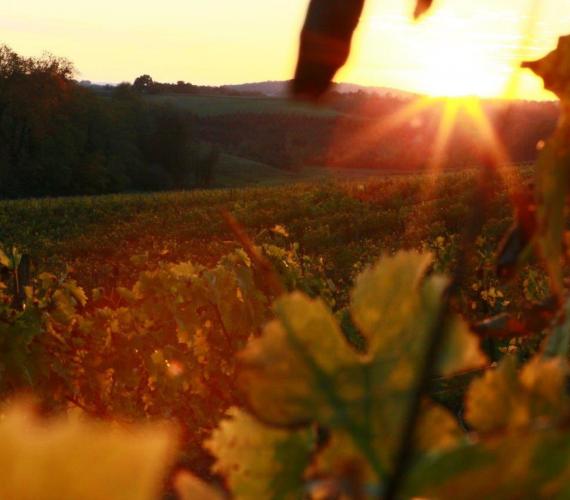 Paysage de vignes Paysage de vignes