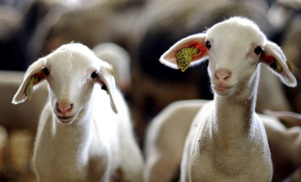 Agneaux - ferme en Aveyron © CRTL Occitanie / P.Thébault