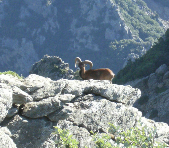 Mouflon du massif du Caroux - Hérault