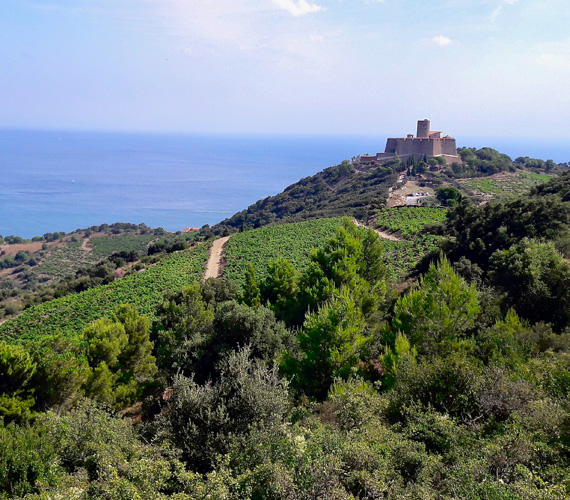 Les hauts de Collioure - Pyrénées-Orientales