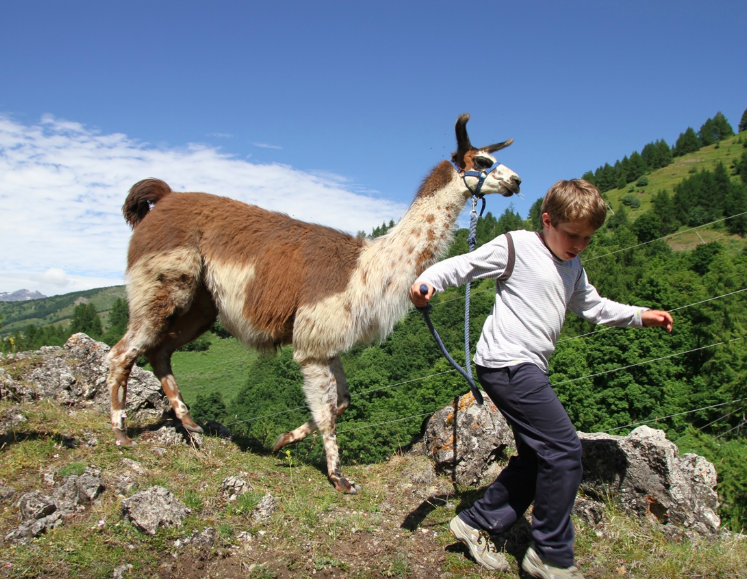 Lama - Hautacam - Hautes-Pyrénées