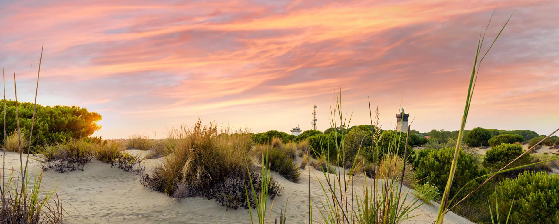 Espiguette en petite Camargue