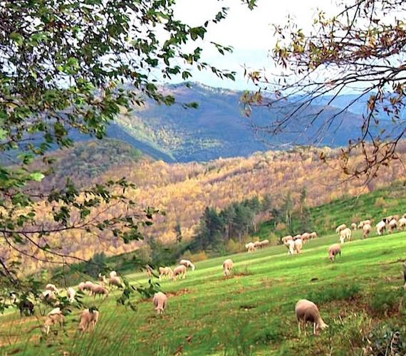 Cévennes @ CRTL Occitanie