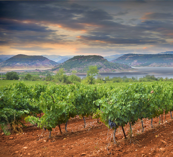 Vignes au lac du Salagou dans l'Hérault