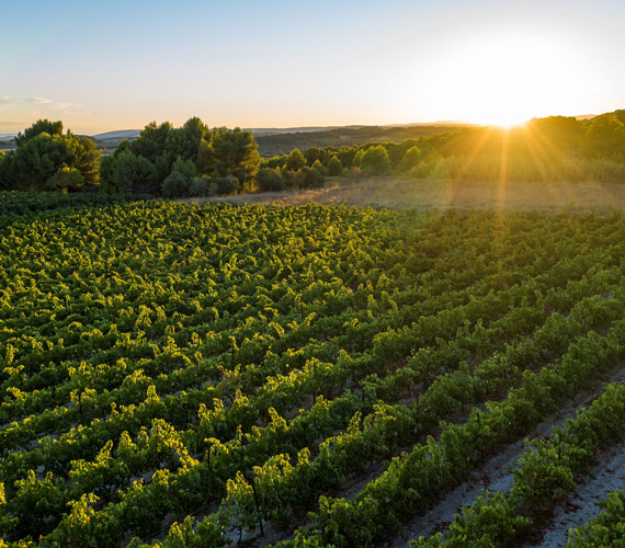Vignes - Hérault
