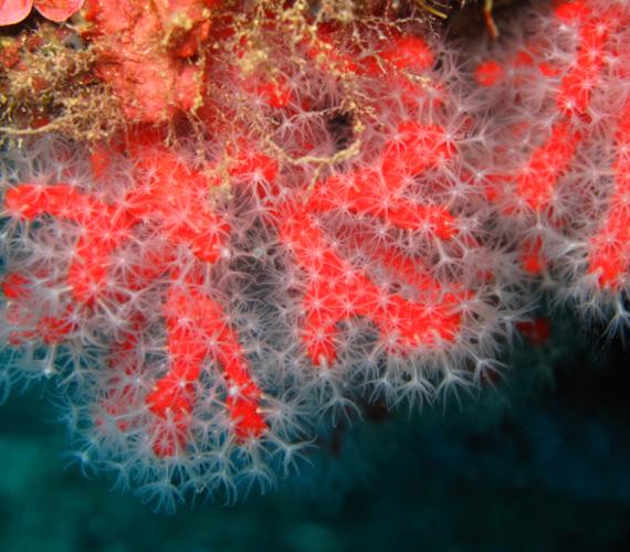 Réserve marine de Cerbère Banyuls
