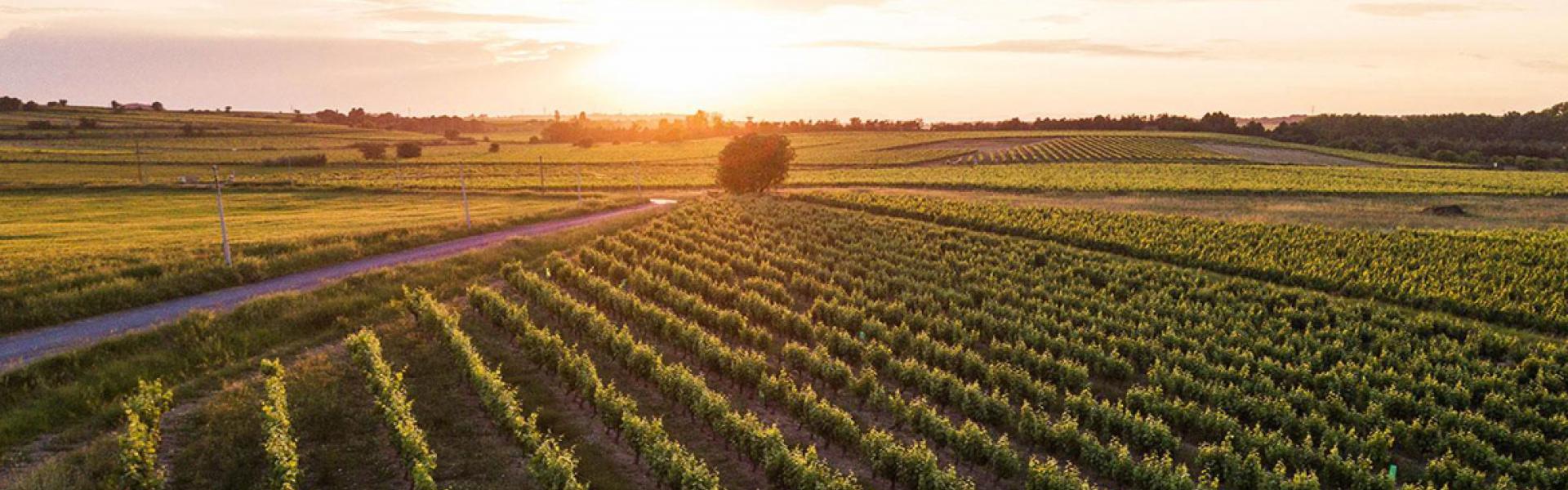 Vignes autour de Valmagne