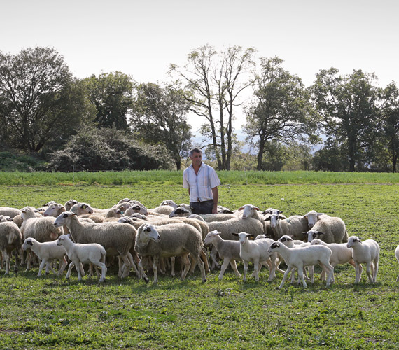 Brebis de race Causse du Lot © Agneau du Quercy IGP