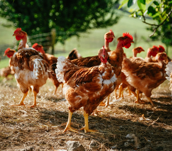 Volailles fermières du Gers © Vincent Baldensperger / Irqualim