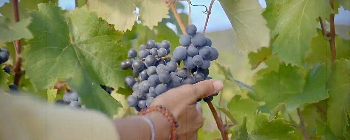 Vignobles d'Occitanie