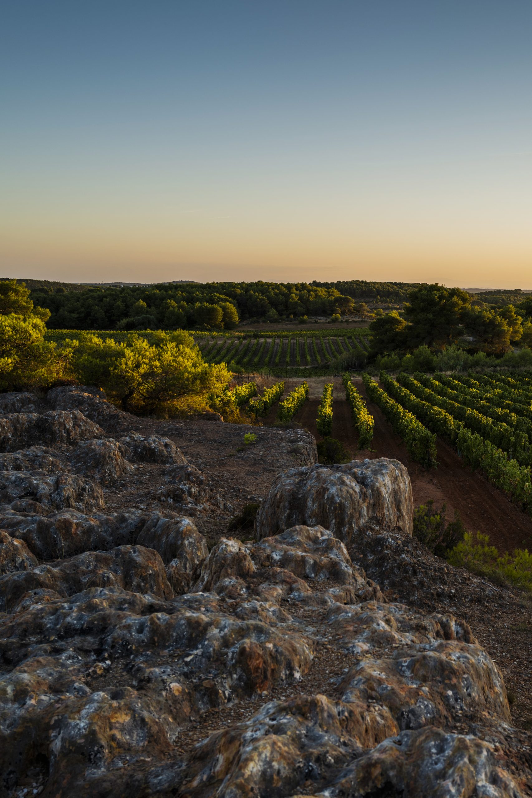 Thau en Méditerranée