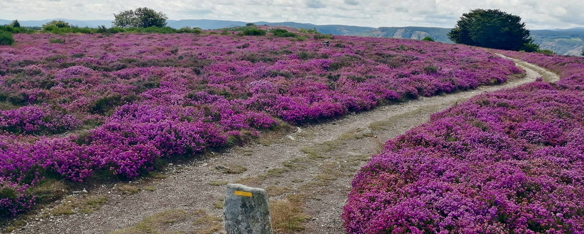 Plateau du Caroux - Hérault © S.PIrkin / CRTL Occitanie