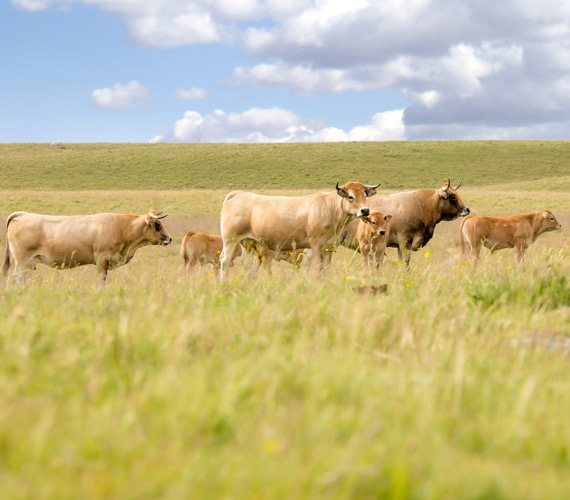 Vaches de race Aubrac - Aveyron © studio End-BFA