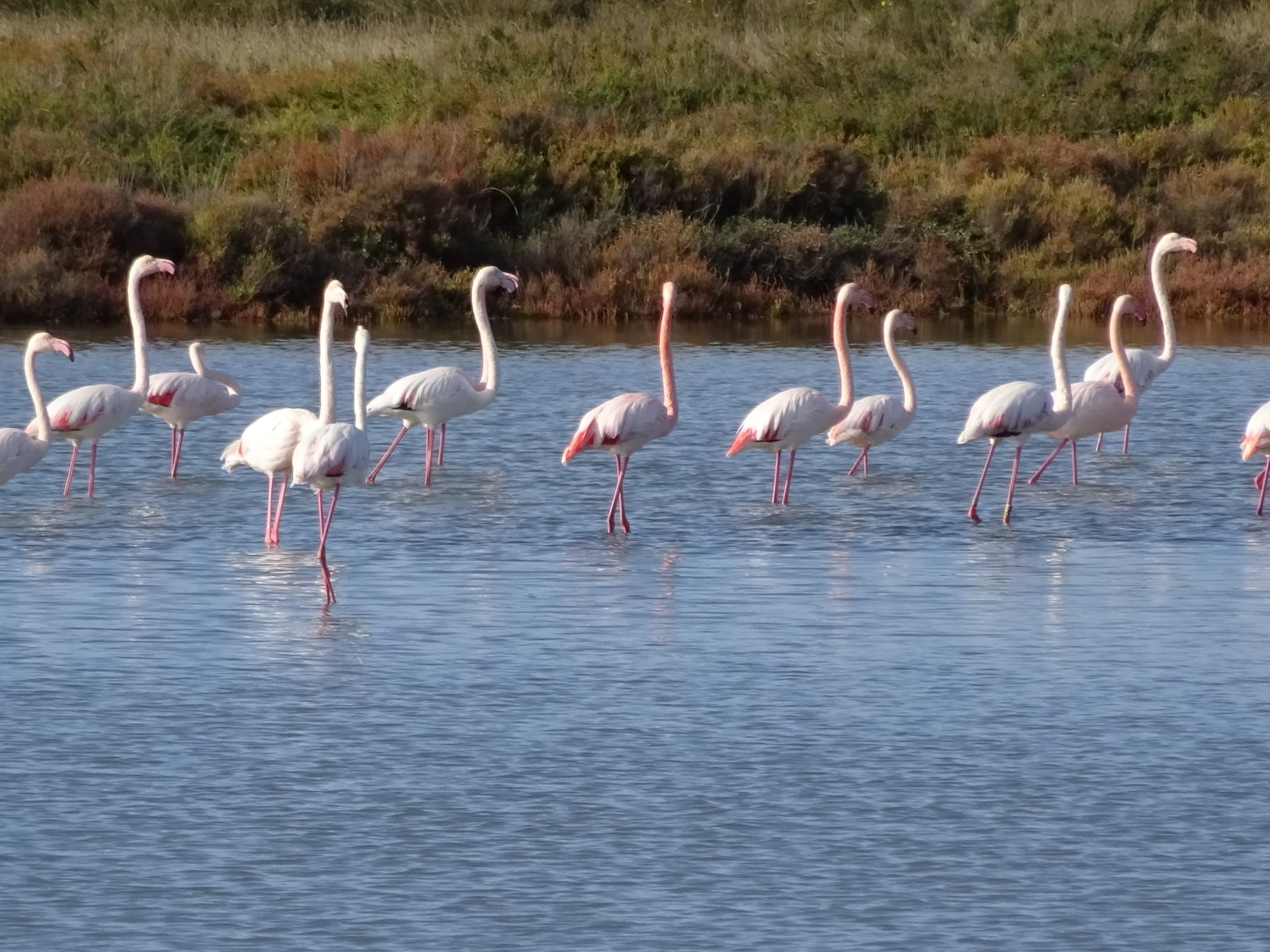 Flamants_roses_Hérault©P Fontanel CRTL Occitanie