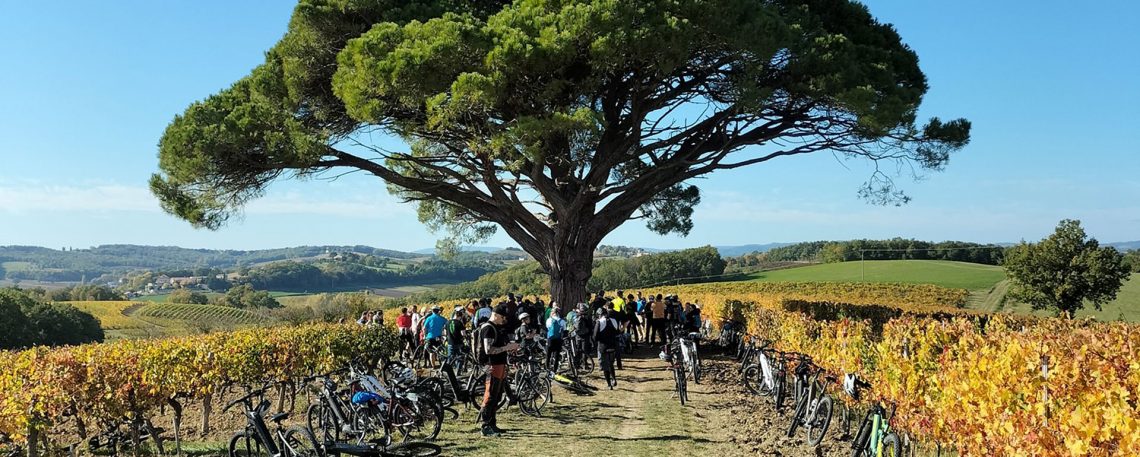A vélo dans le vignoble du Tarn © P.Fontanel / CRTL Occitanie