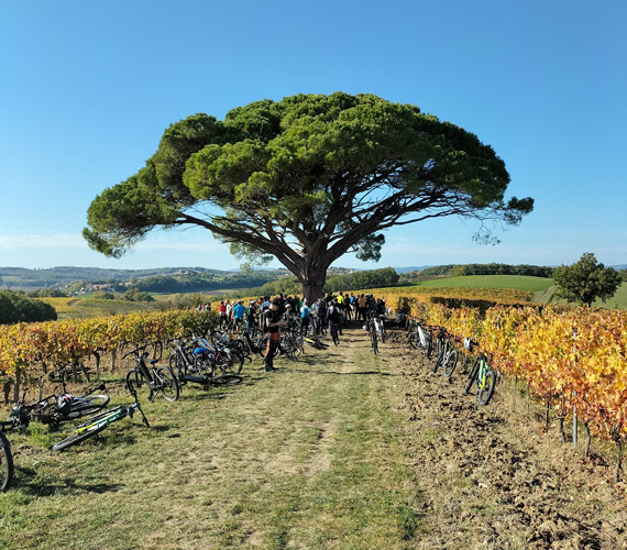 Vignoble du château de Tauzies - Tarn © Patrick Fontanel