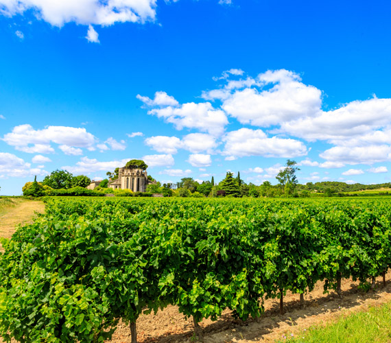 Sentier du dragon - Vignobles Hérault © C.Ruiz / OT Montpellier Méditerranée Métropole