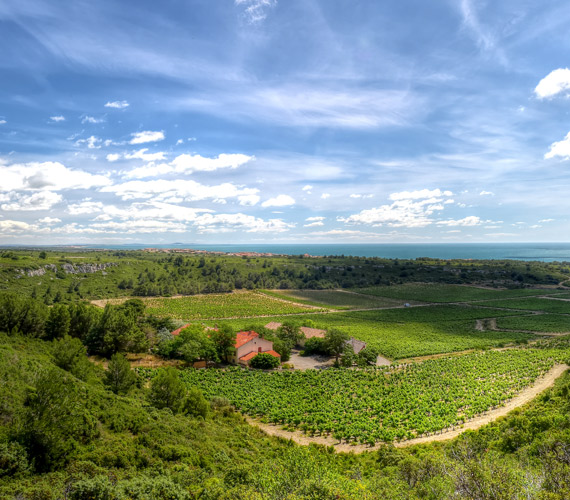 Vignoble de la Clape © Claude Cruells Vignoble de la Clape - Aude © Claude Cruells