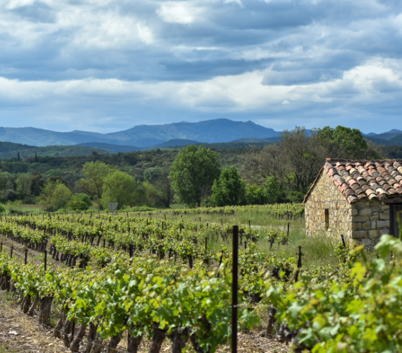 Vignoble des Cévennes ©Elodie Pitot