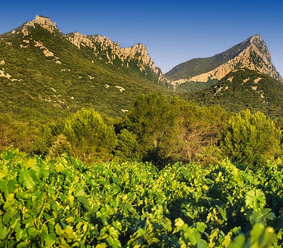 Vignoble Pic St. Loup