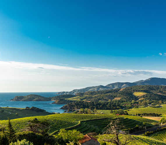 Côte Vermeille - Vignoble du Roussillon © C.Pélut / CRTL Occitanie